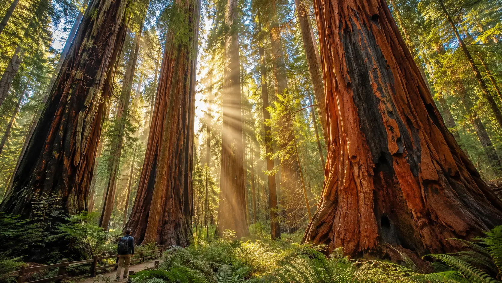 Ancient redwood forest AI landscape prompt — 4K towering nature scene