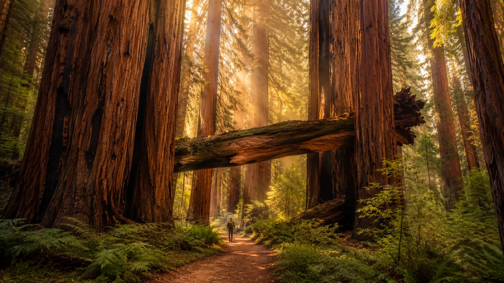 Redwood forest giant trees AI nature photography prompt — 4K forest scene