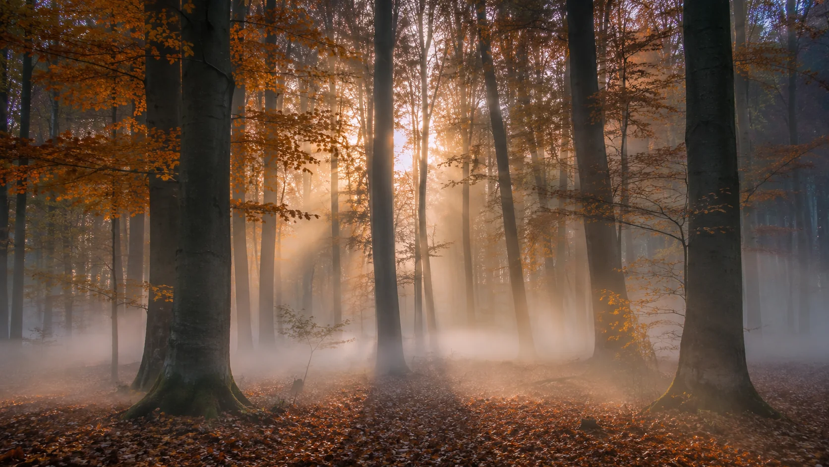 Foggy autumn forest at dawn with soft golden light filtering through trees &mdash; fall AI image prompt